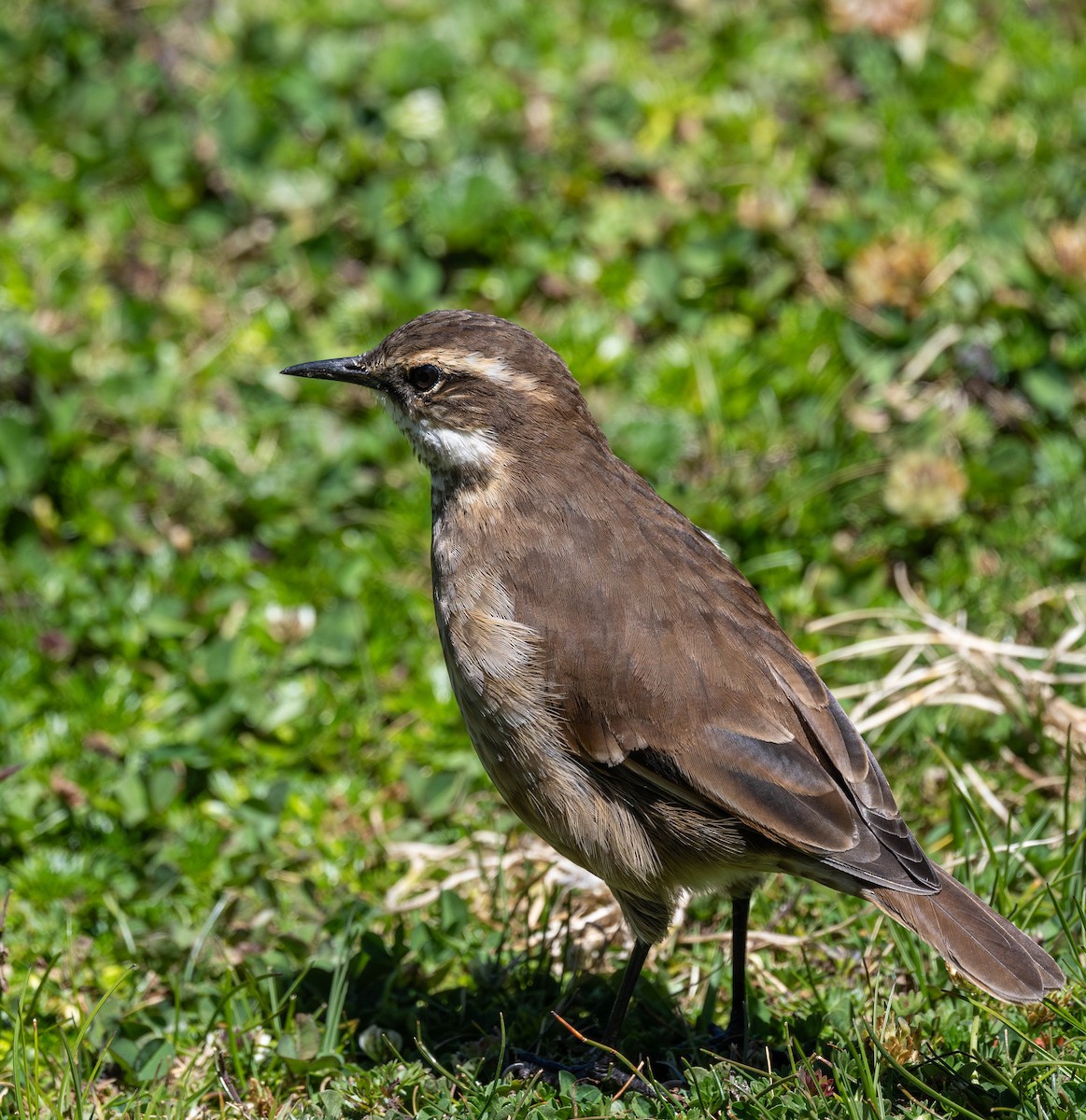 Chestnut-winged Cinclodes - ML623091641