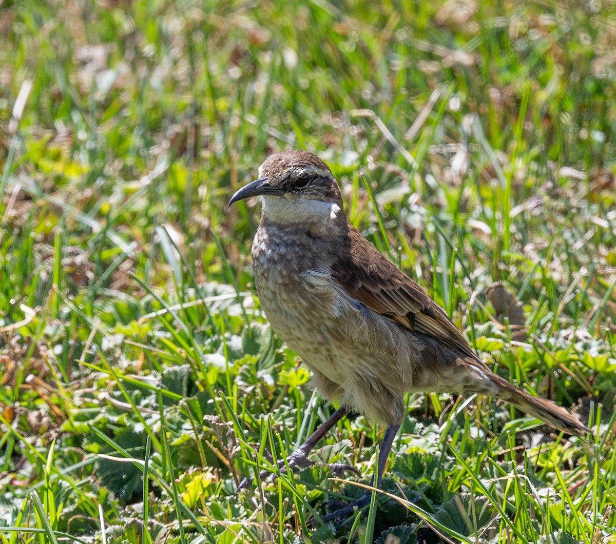 Stout-billed Cinclodes - Mel Senac