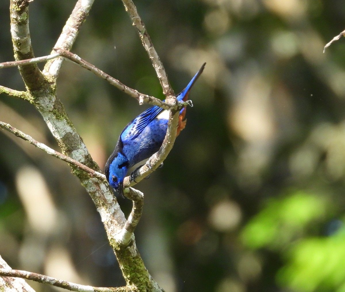 Opal-rumped Tanager - ML623091658