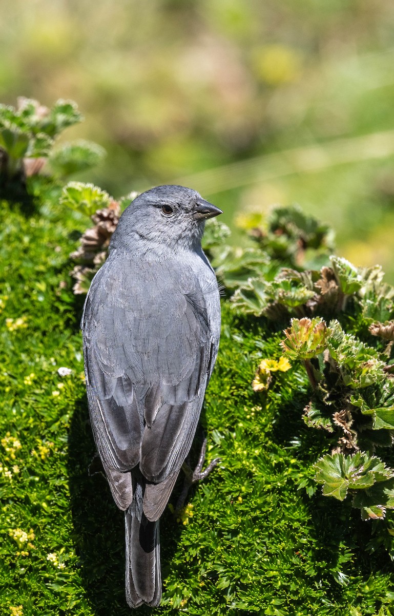 Plumbeous Sierra Finch - ML623091684