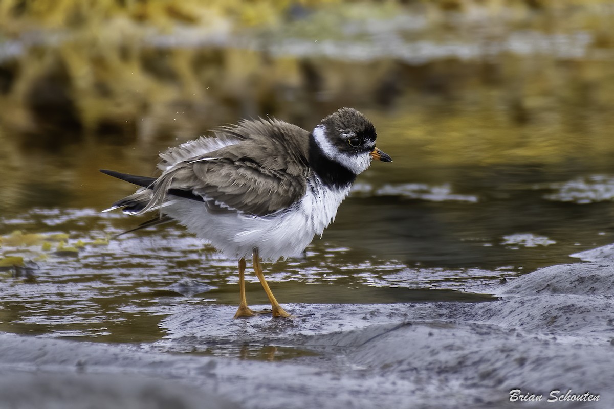 Semipalmated Plover - Brian Schouten