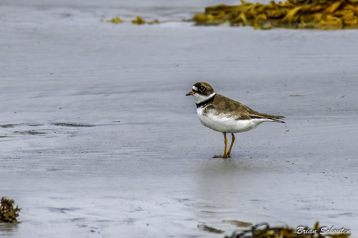 Semipalmated Plover - ML623091691