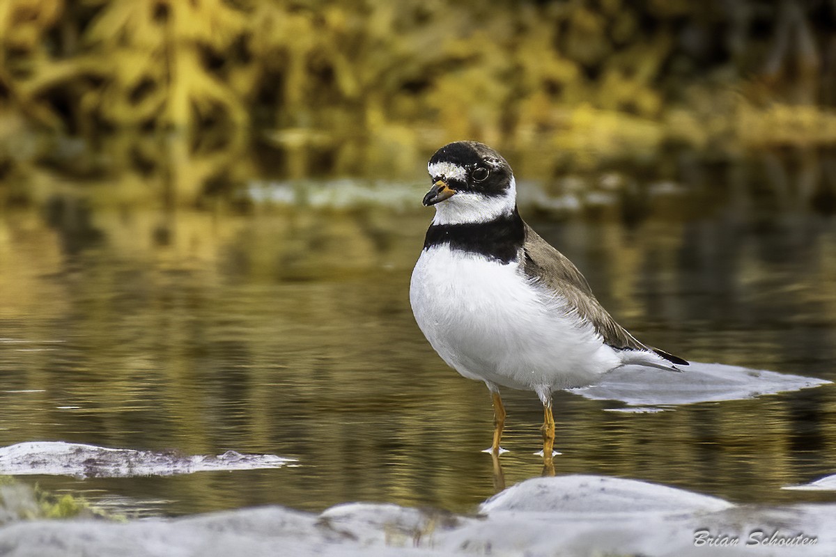 Semipalmated Plover - ML623091692