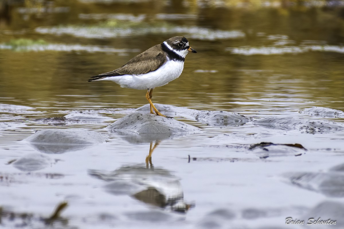 Semipalmated Plover - ML623091694