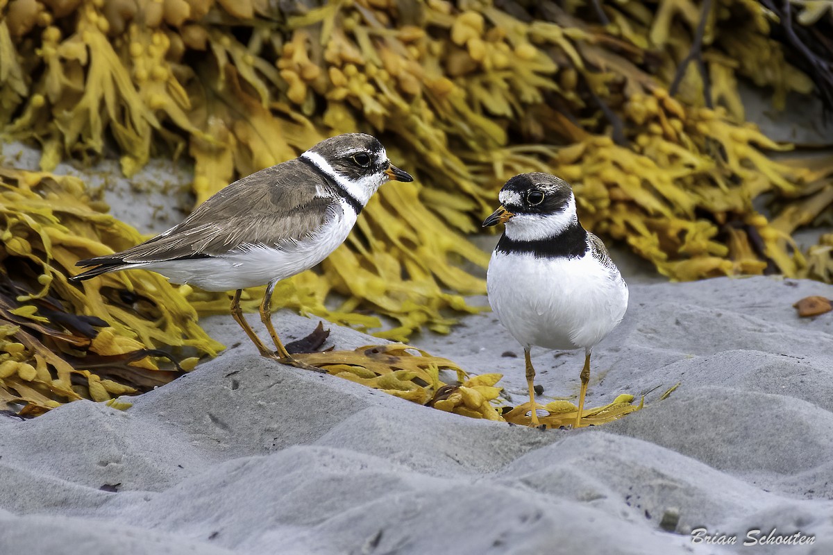 Semipalmated Plover - ML623091695