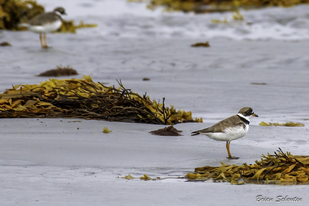 Semipalmated Plover - ML623091696