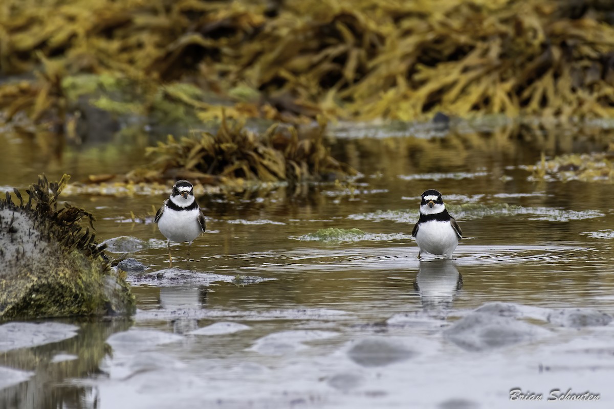 Semipalmated Plover - ML623091698