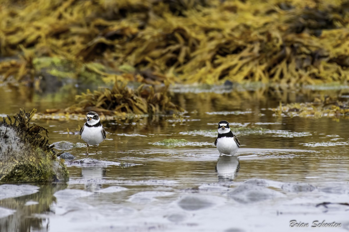 Semipalmated Plover - ML623091699