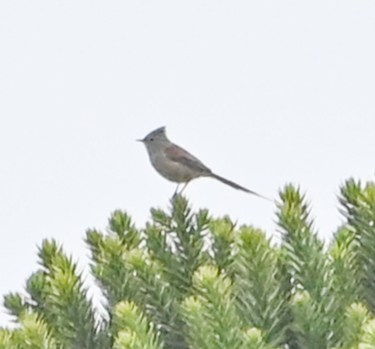 Araucaria Tit-Spinetail - ML623091709