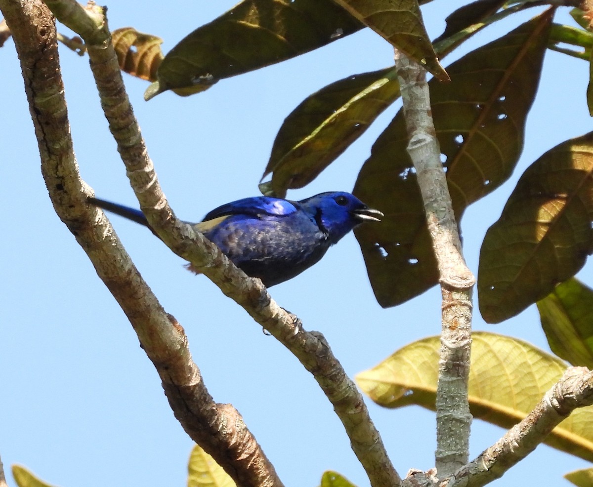 Opal-rumped Tanager - ML623091718