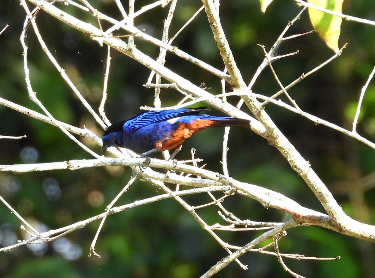 Opal-rumped Tanager - ML623091753