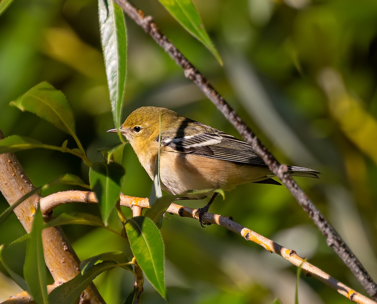 Bay-breasted Warbler - ML623091762