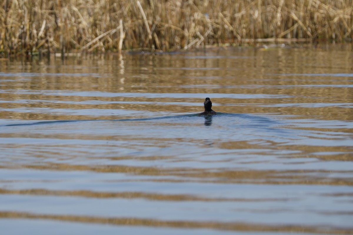 Andean Duck - ML623091791