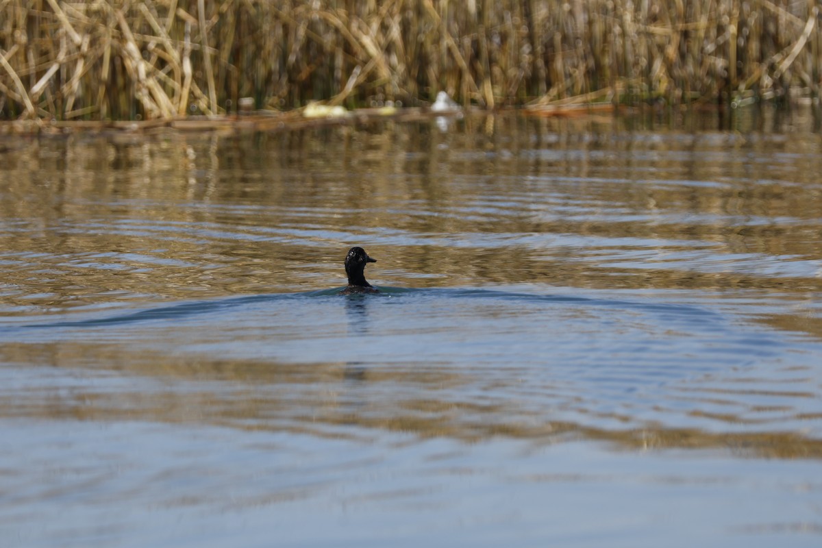 Andean Duck - ML623091792