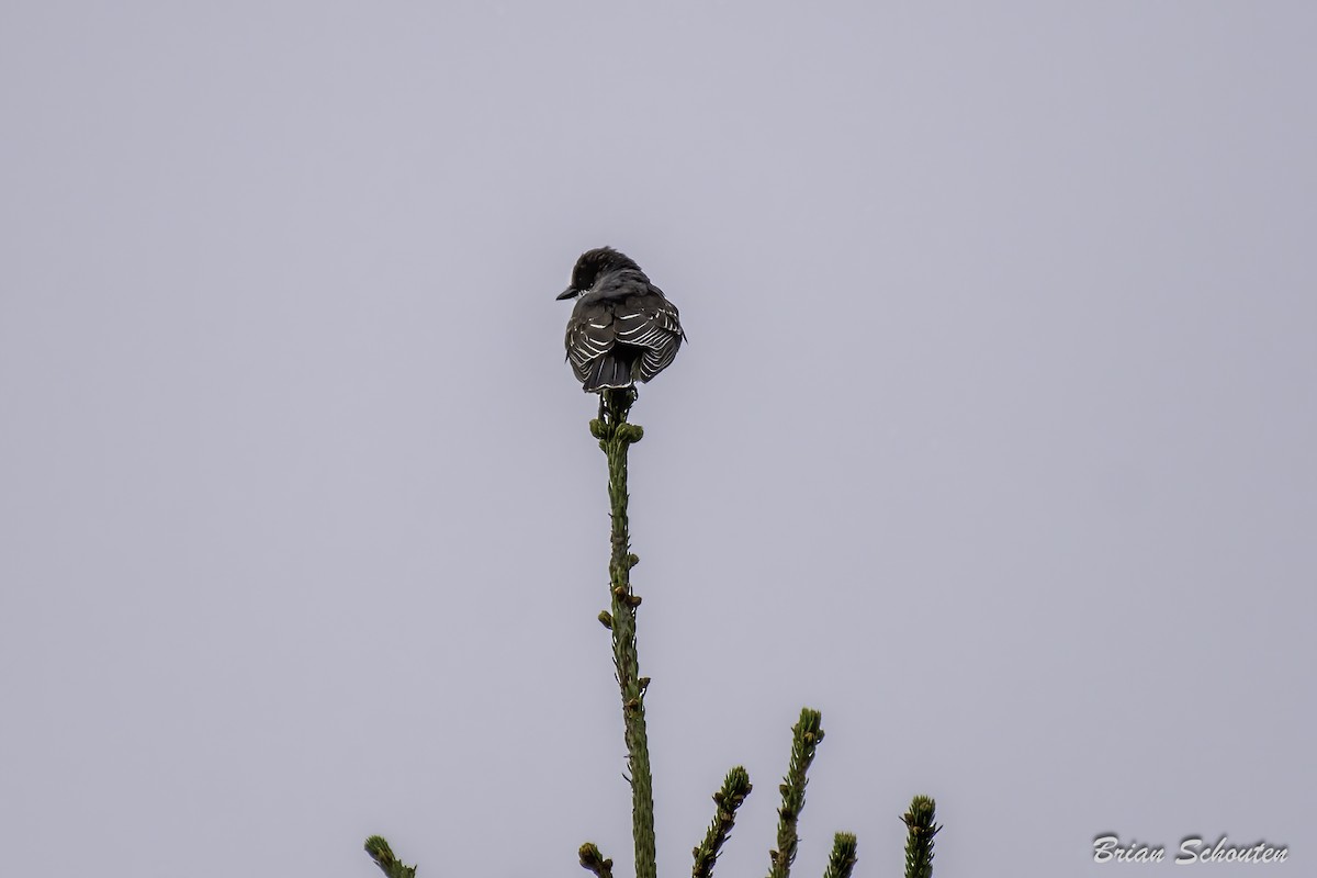 Eastern Kingbird - ML623091793