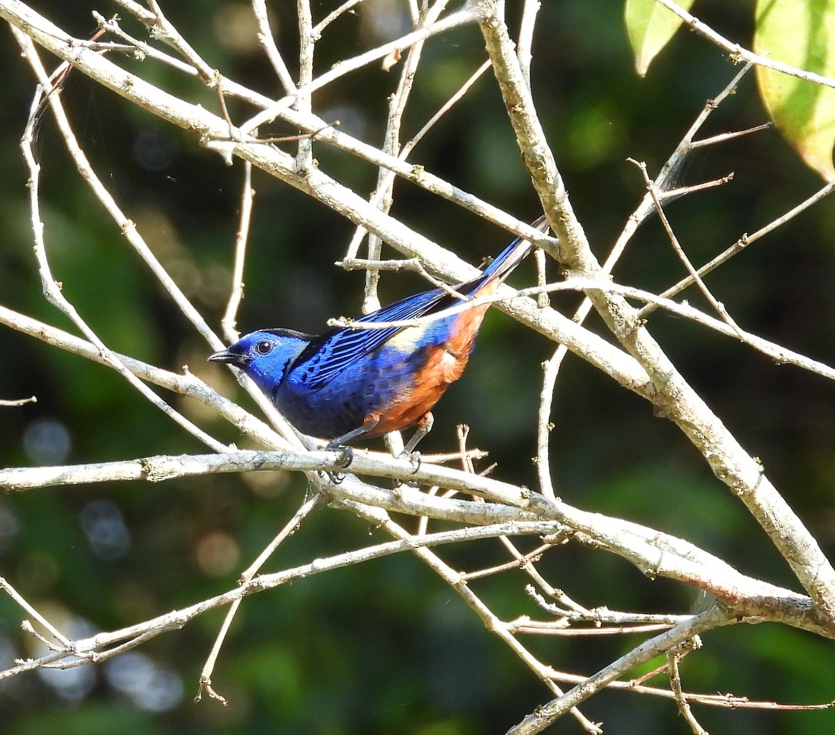 Opal-rumped Tanager - ML623091804