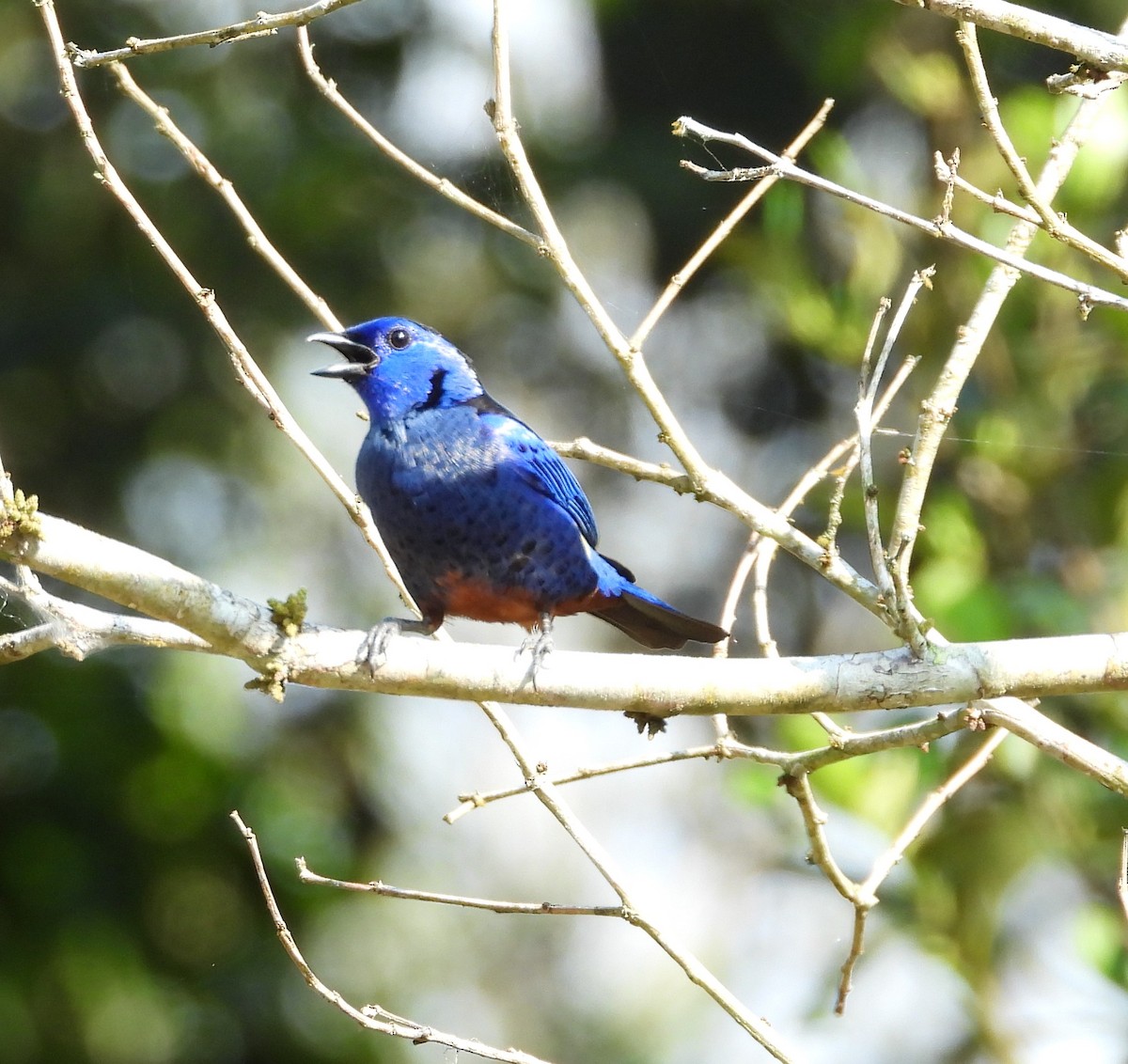 Opal-rumped Tanager - ML623091825