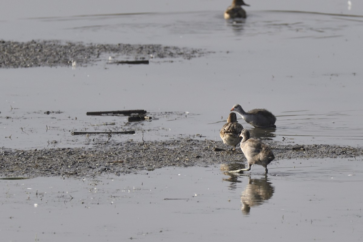 American Coot - ML623091843