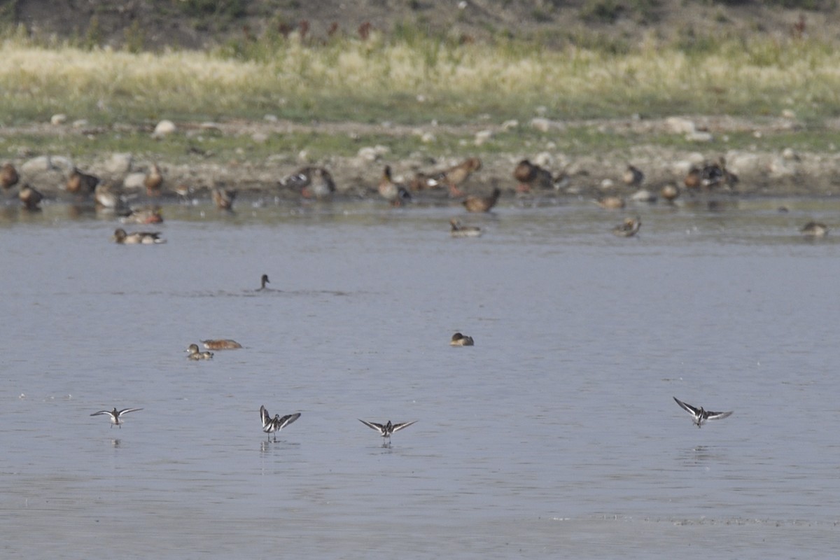 Red-necked Phalarope - ML623091875