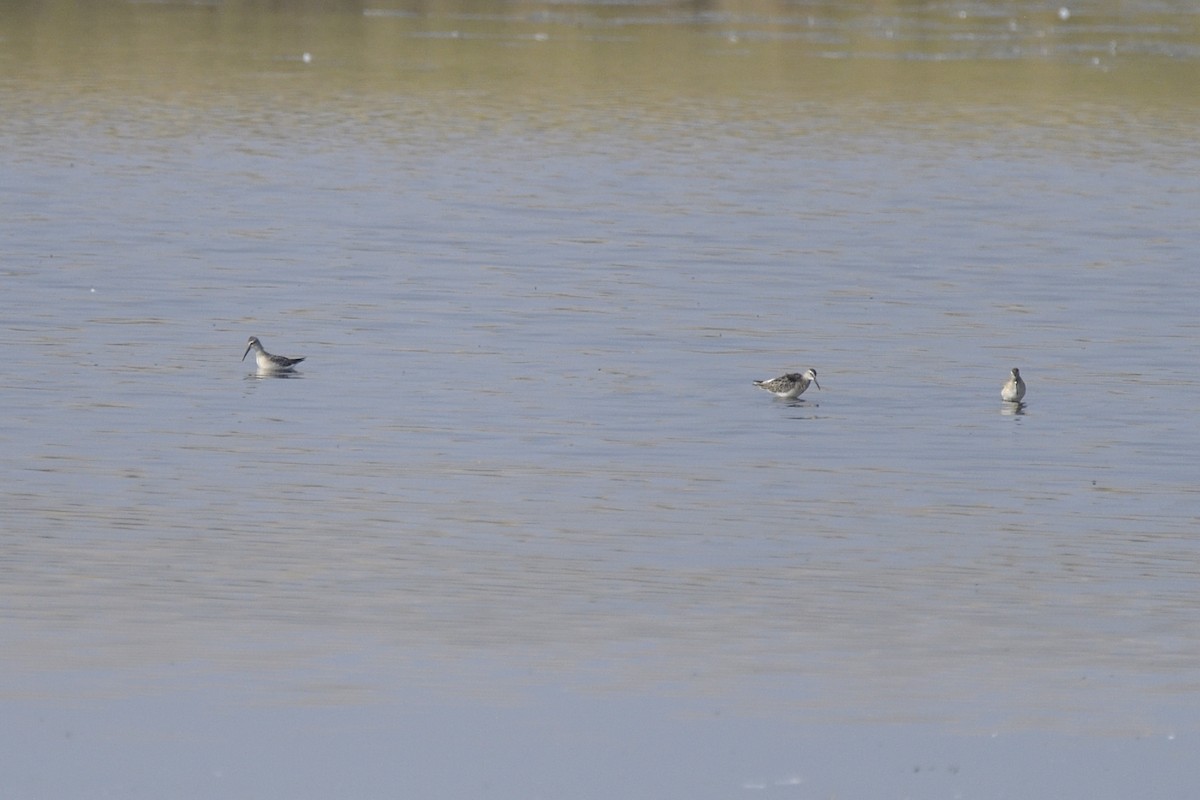 Stilt Sandpiper - ML623091898