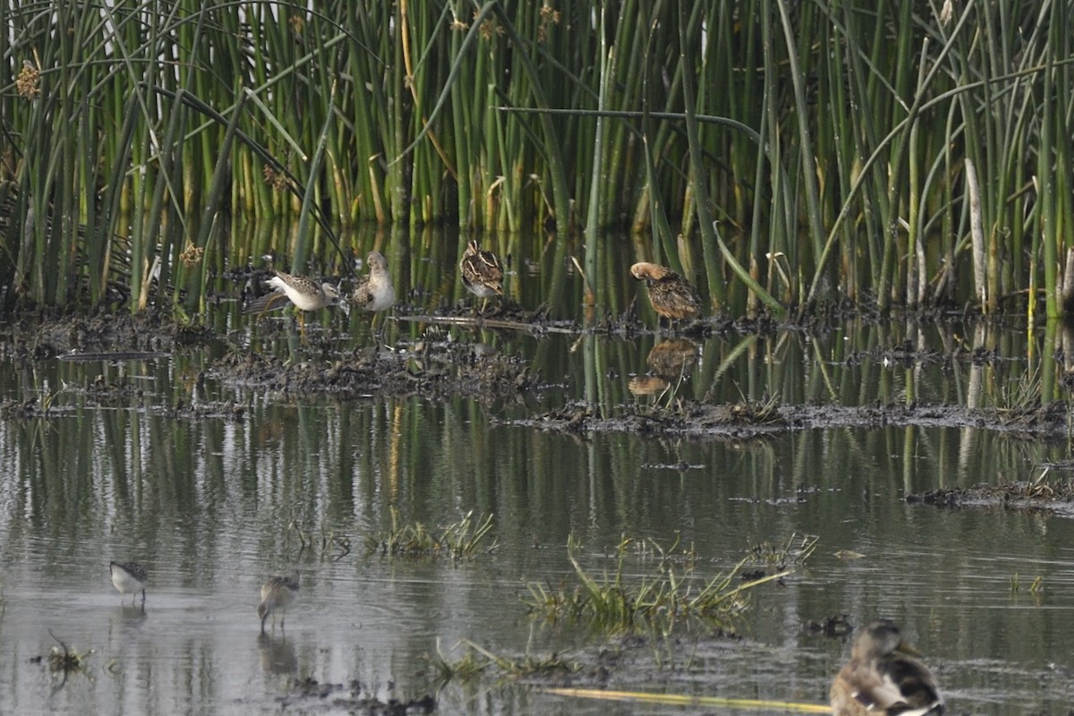 Stilt Sandpiper - ML623091900