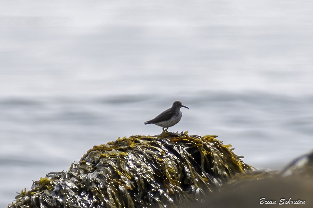 Spotted Sandpiper - ML623091904