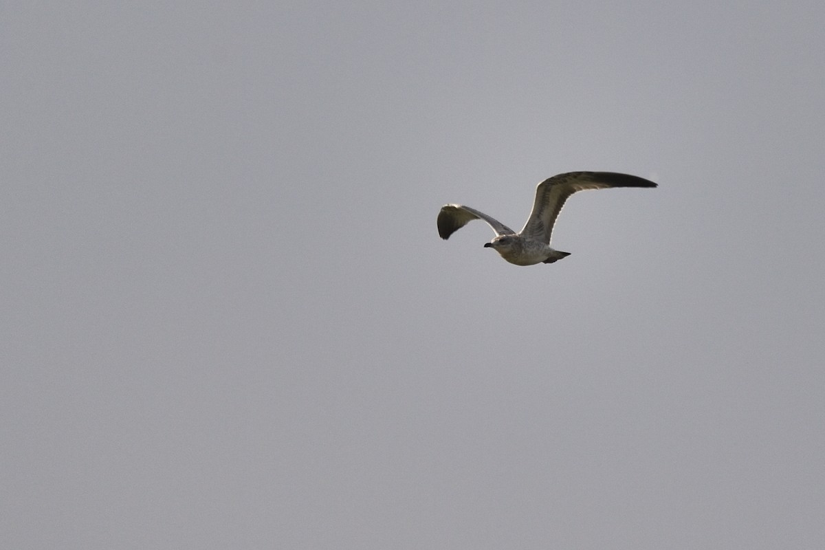 Ring-billed Gull - ML623091908