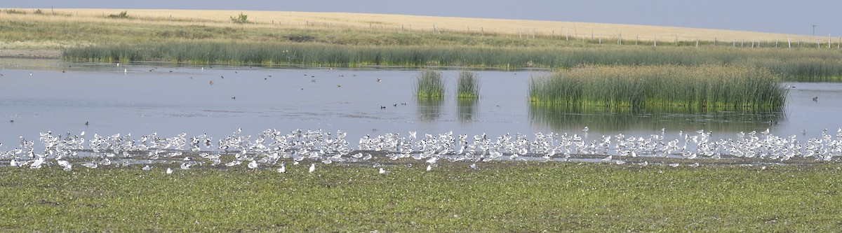 Franklin's Gull - ML623091916