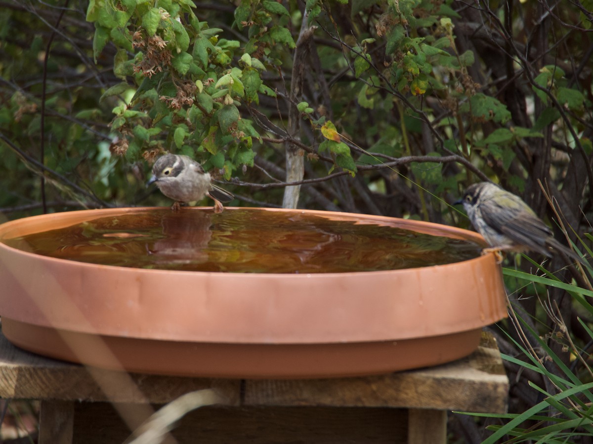 Brown-headed Honeyeater - ML623091963