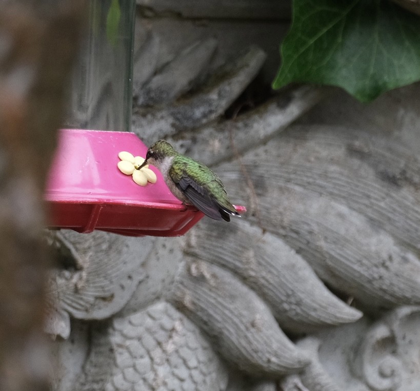 Ruby-throated Hummingbird - ML623091979