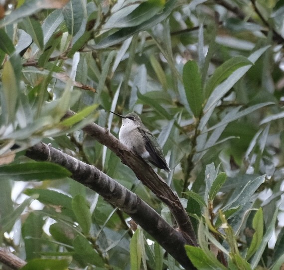 Ruby-throated Hummingbird - ML623091980