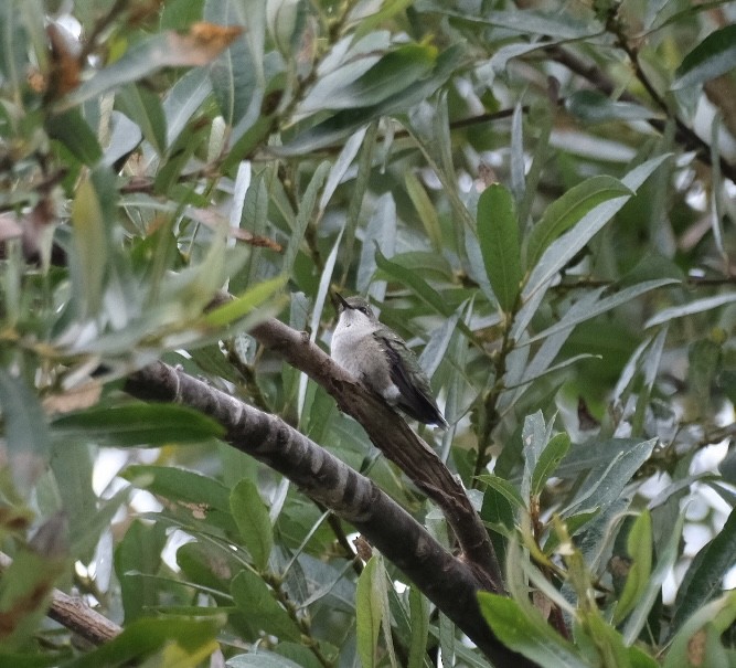 Ruby-throated Hummingbird - Emmett Iverson