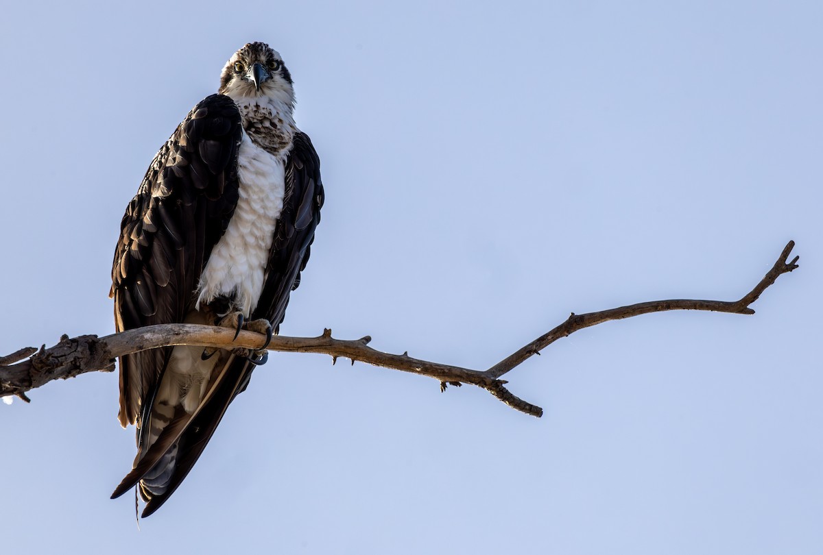 Osprey - Ryan Strausbaugh