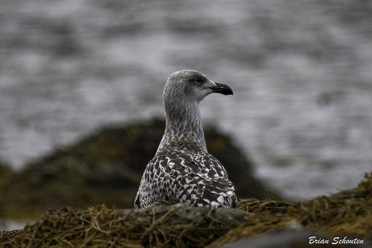 Great Black-backed Gull - ML623092049