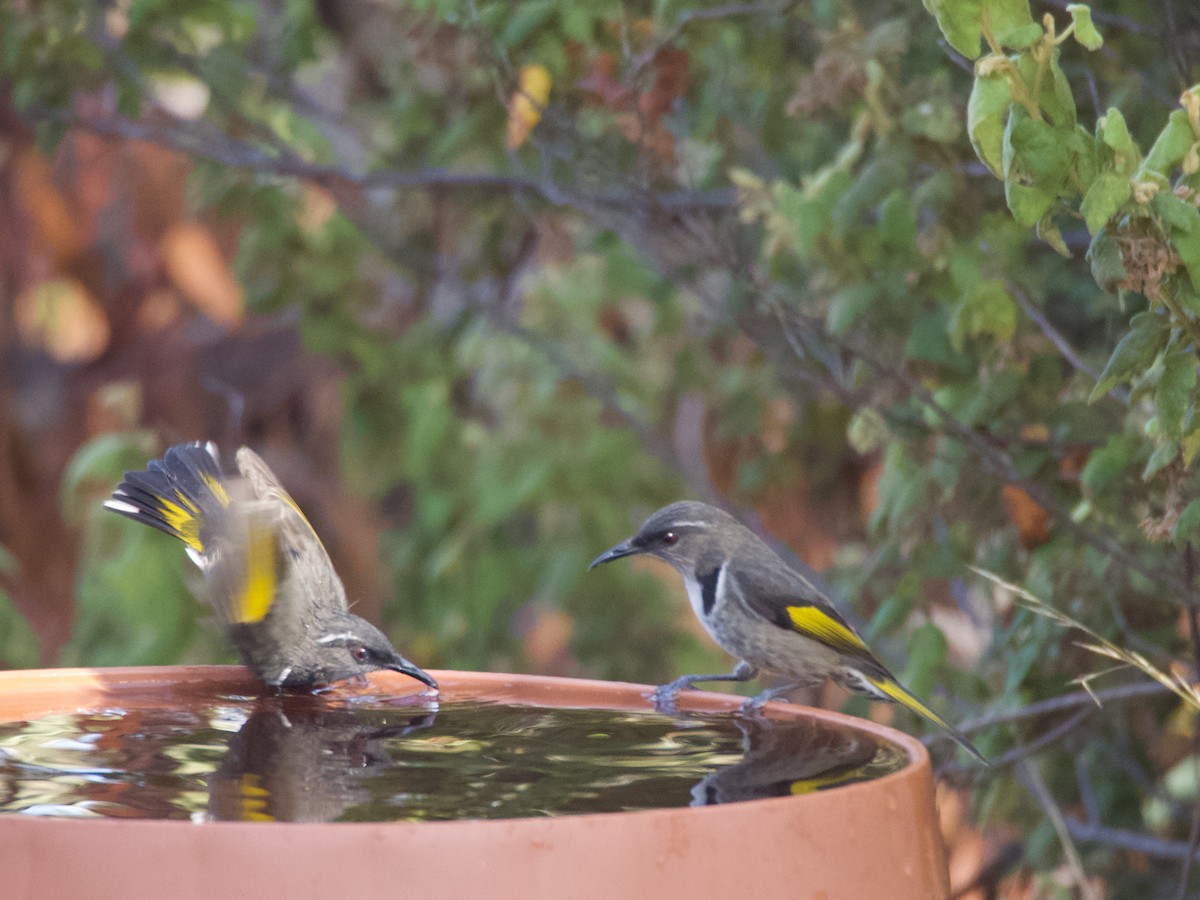 Crescent Honeyeater - ML623092051