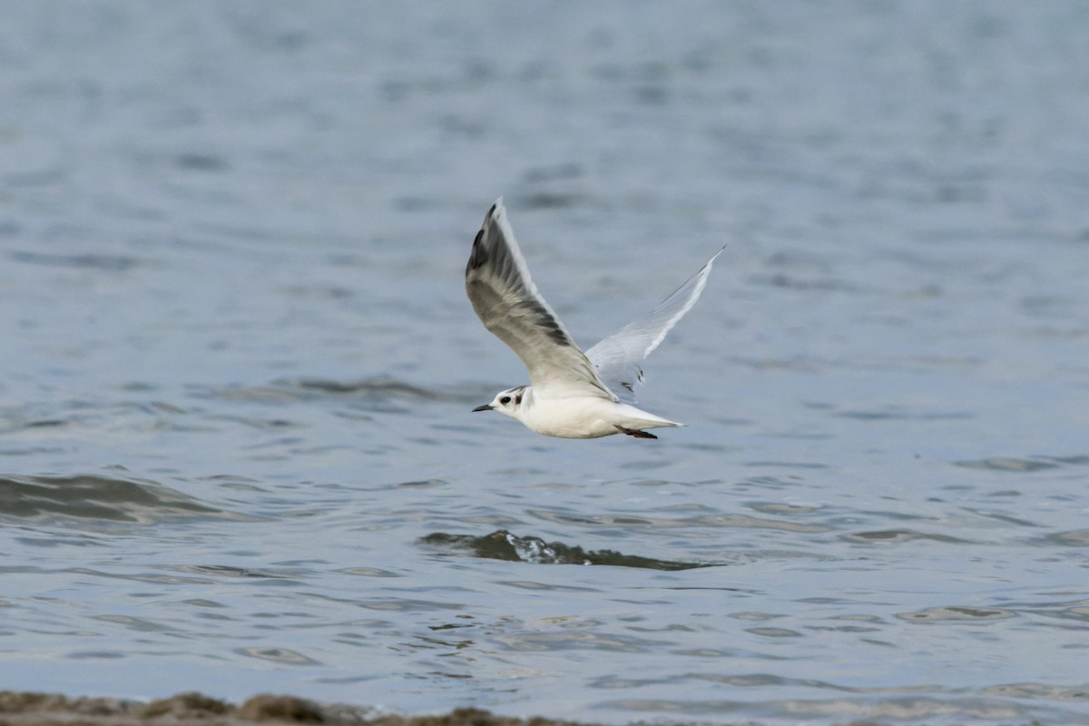 Little Gull - Brad Reinhardt