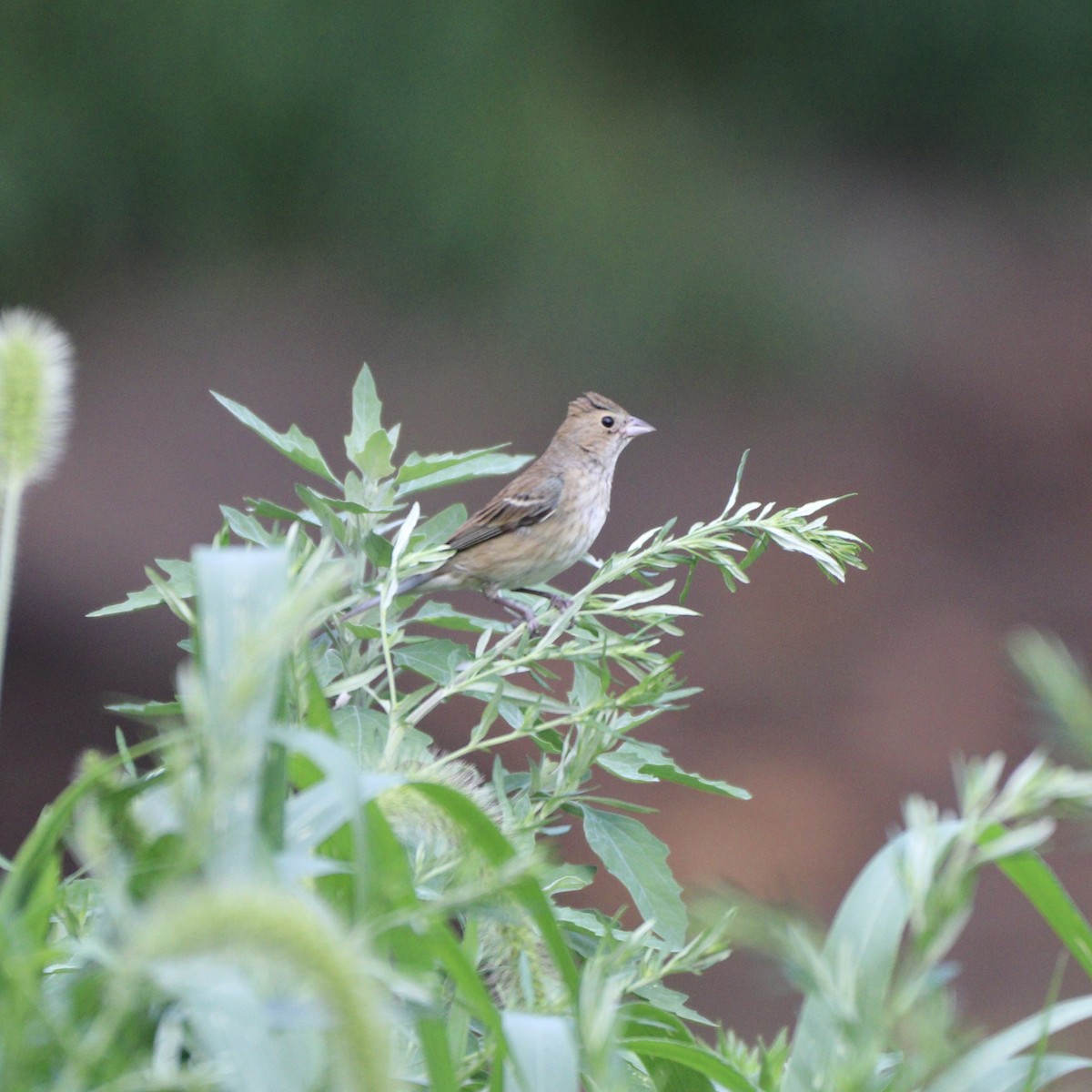 Indigo Bunting - jordana m