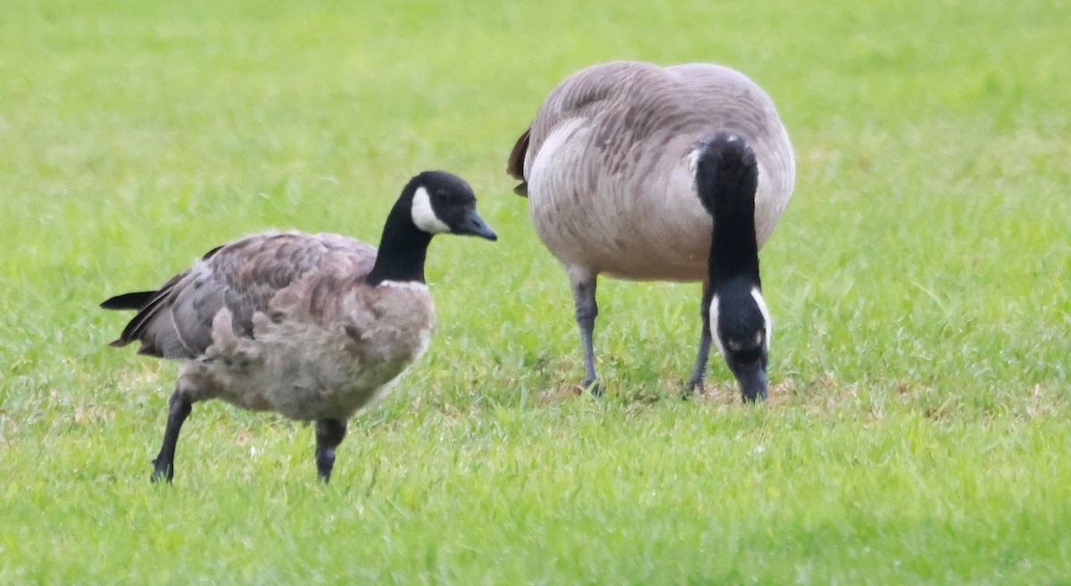 Cackling Goose - ML623092255