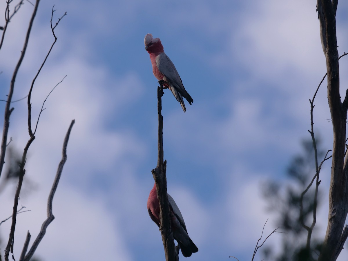 rosenkakadu - ML623092366