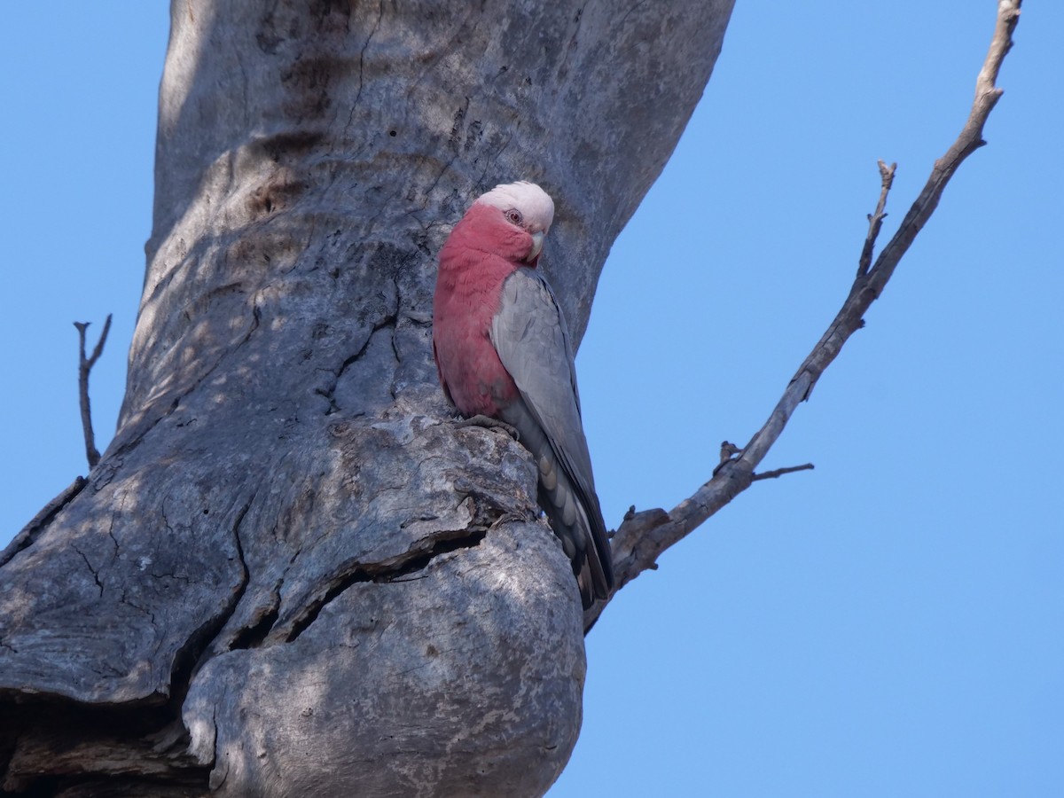 rosenkakadu - ML623092367