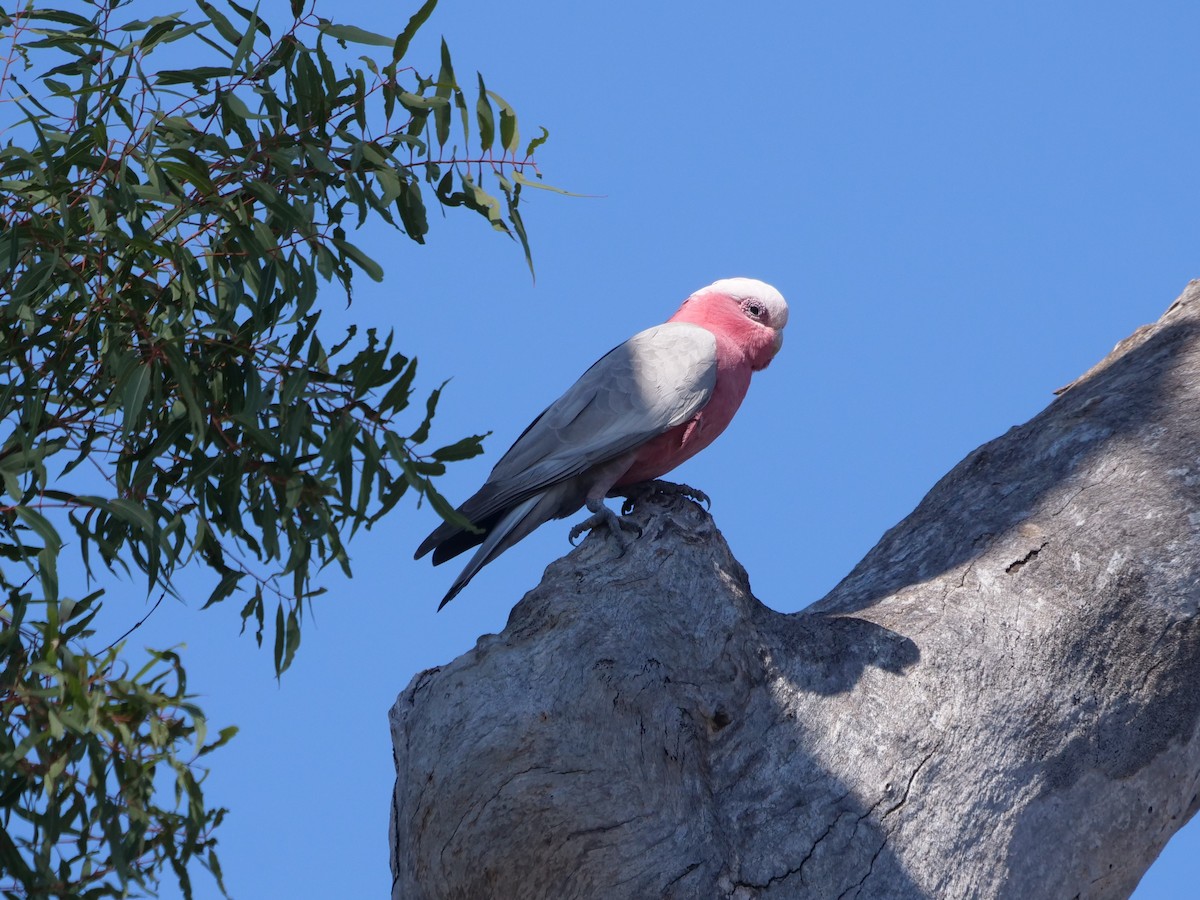 rosenkakadu - ML623092368