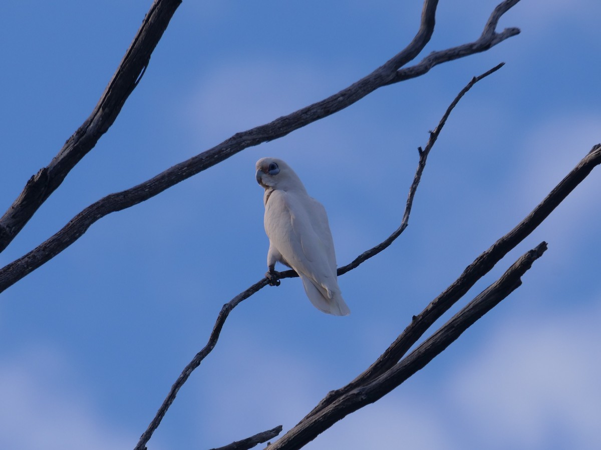 korellakakadu - ML623092378