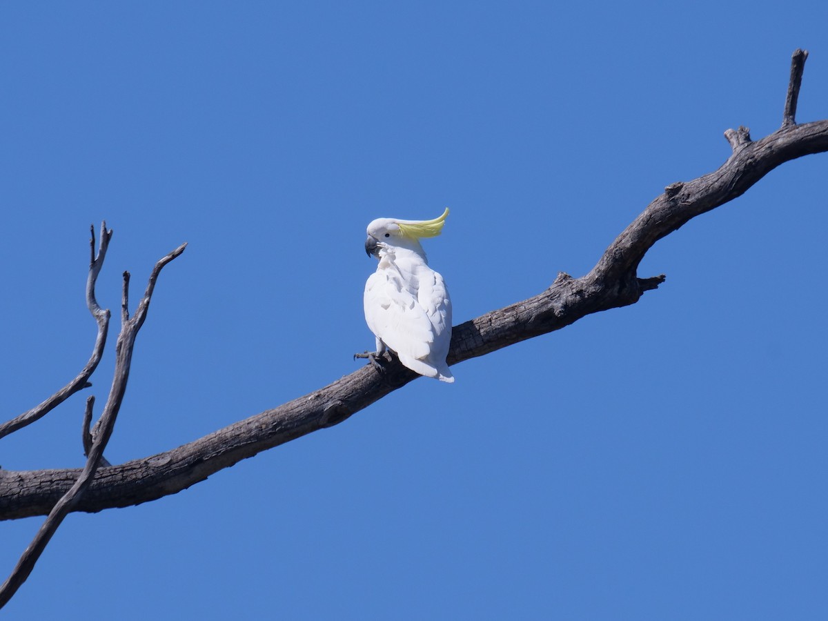 gultoppkakadu - ML623092380