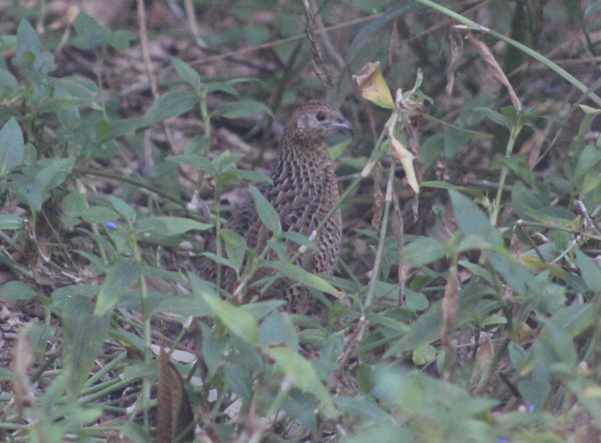 Brown Quail - ML623092436