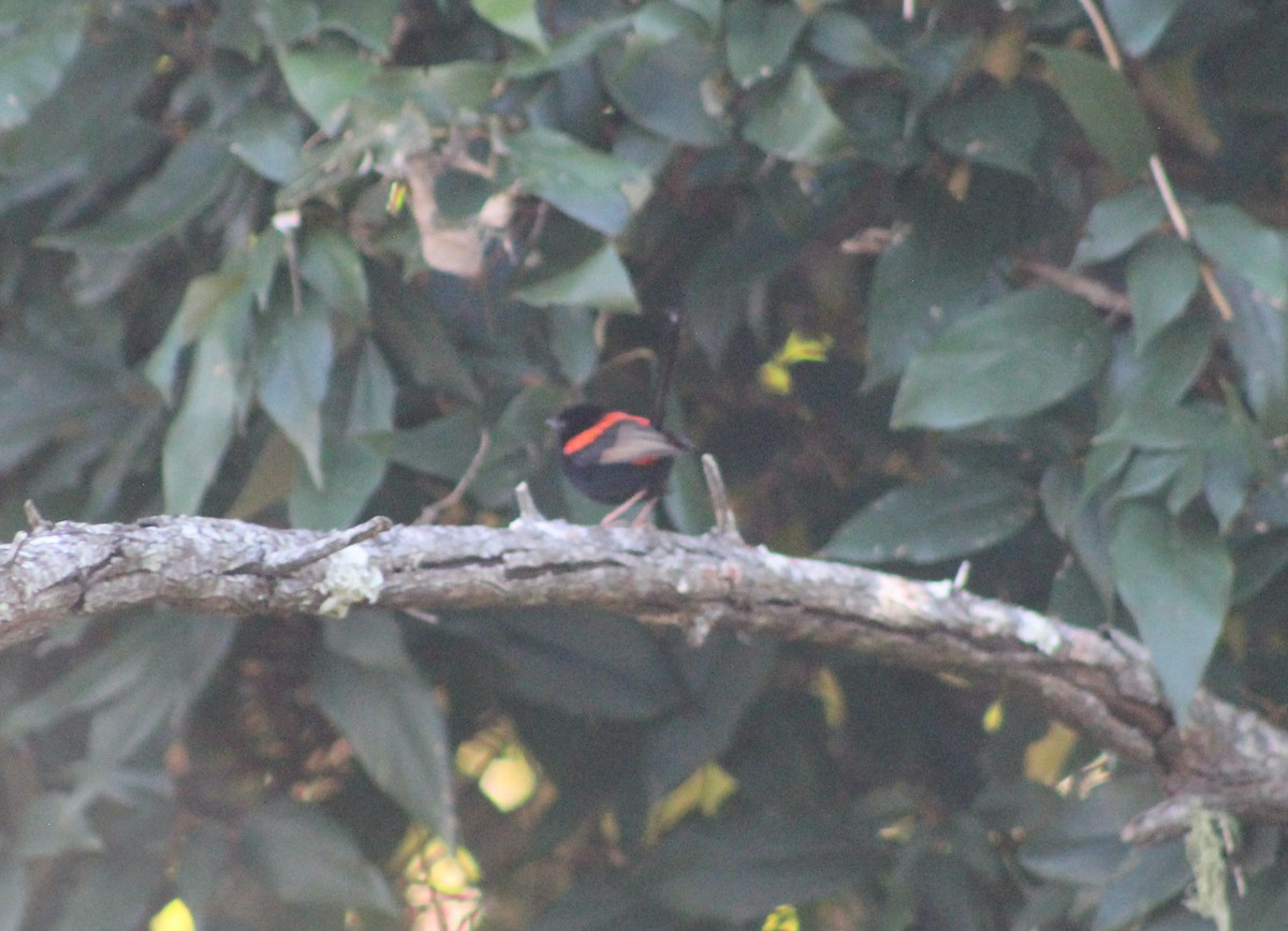 Red-backed Fairywren - ML623092443