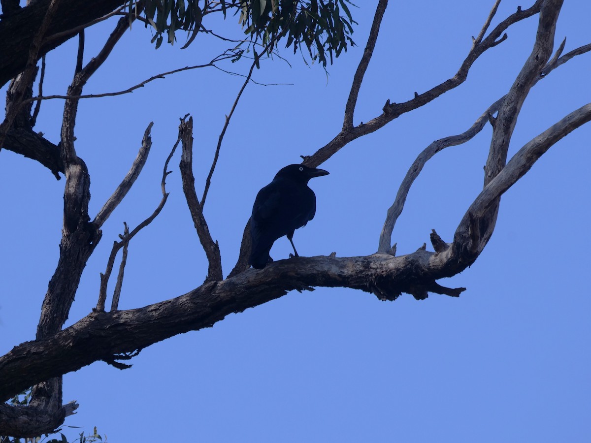 Torresian Crow - Frank Coman