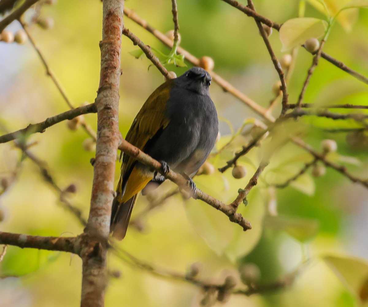 Gray-bellied Bulbul - ML623092539