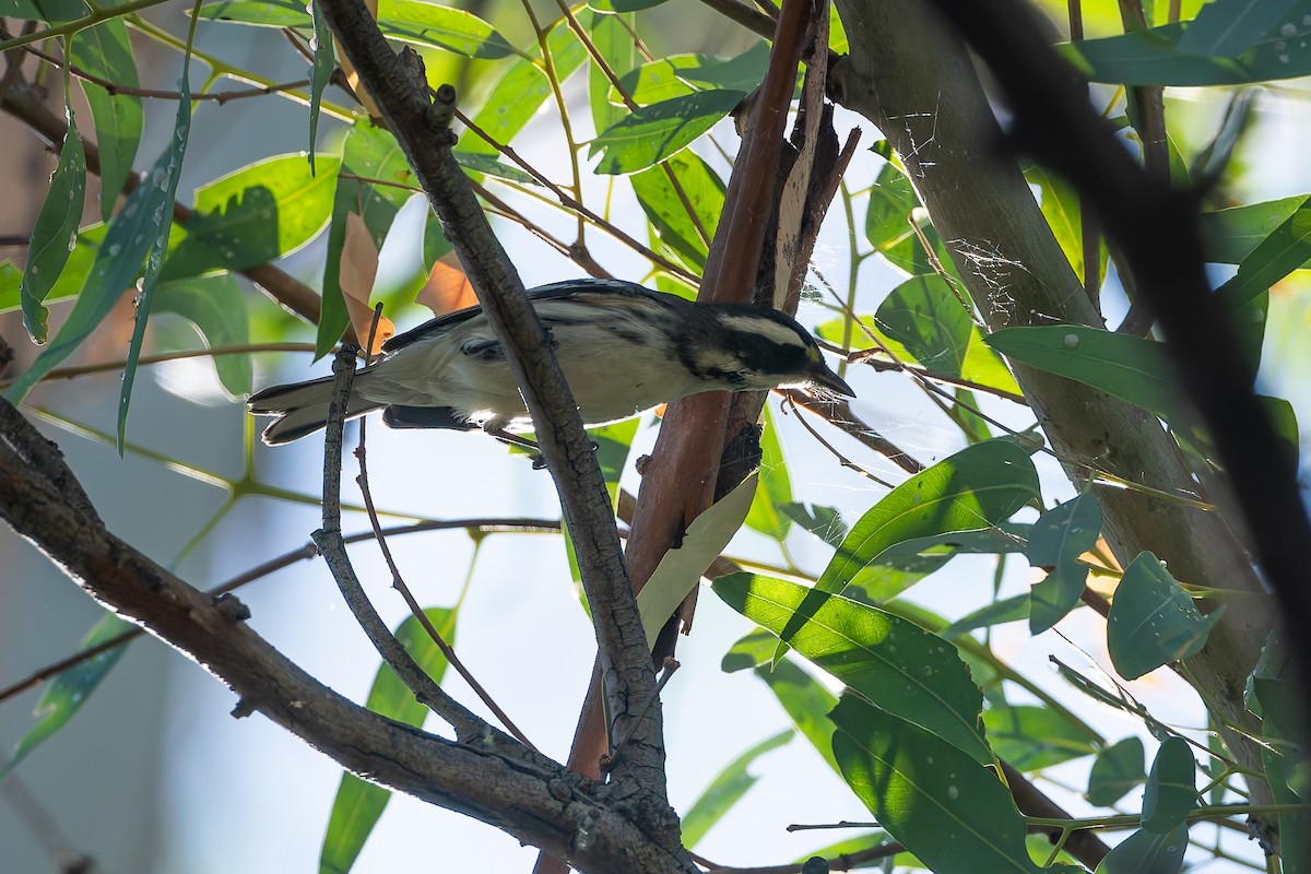 Black-throated Gray Warbler - ML623092548