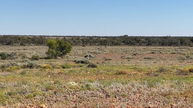 Australian Bustard - ML623092569