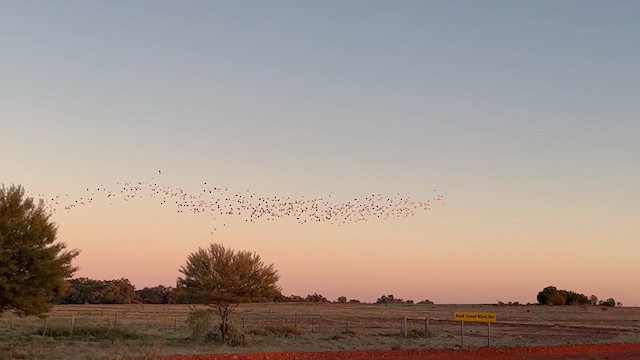 Little Corella - ML623092641